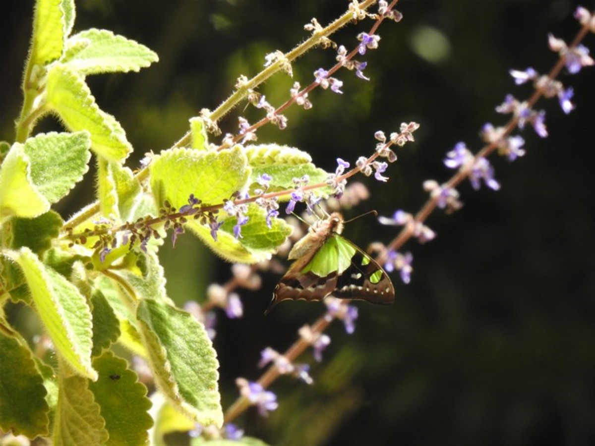 Животные - ML646387094