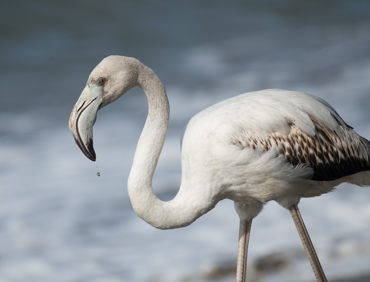 Greater Flamingo - ML646387097