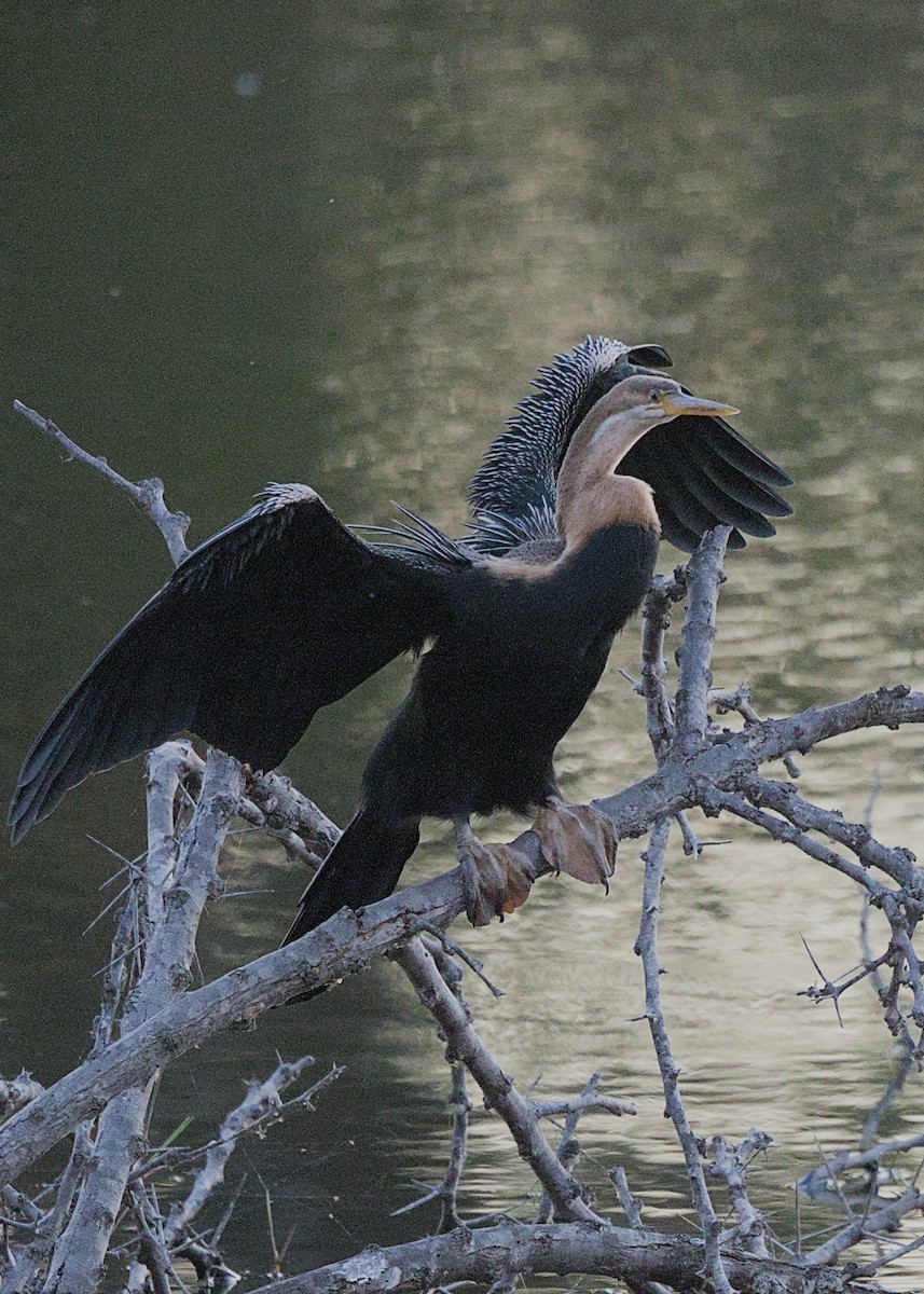 African Darter - ML646387098