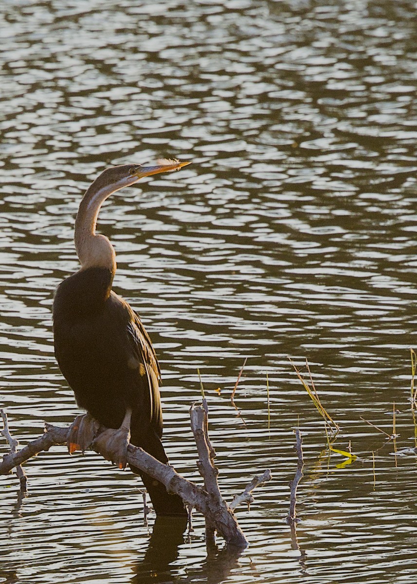 African Darter - ML646387099