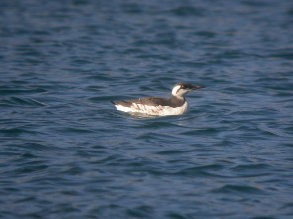 Common Murre - ML646387101