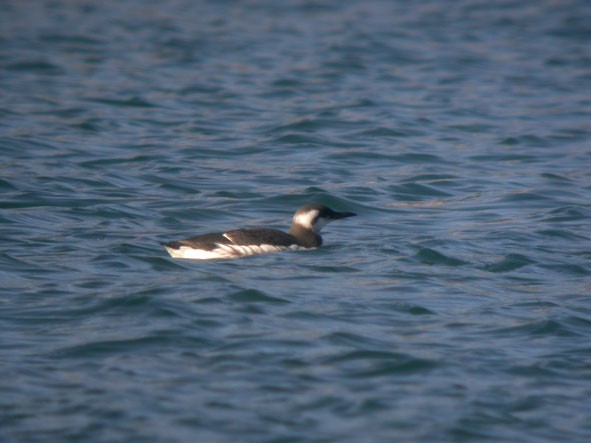 Common Murre - ML646387102