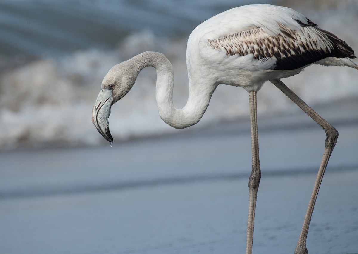 Greater Flamingo - ML646387103