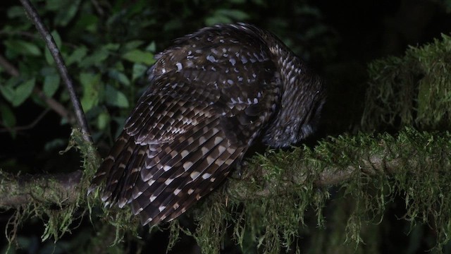 Spotted x Barred Owl (hybrid) - ML646387104