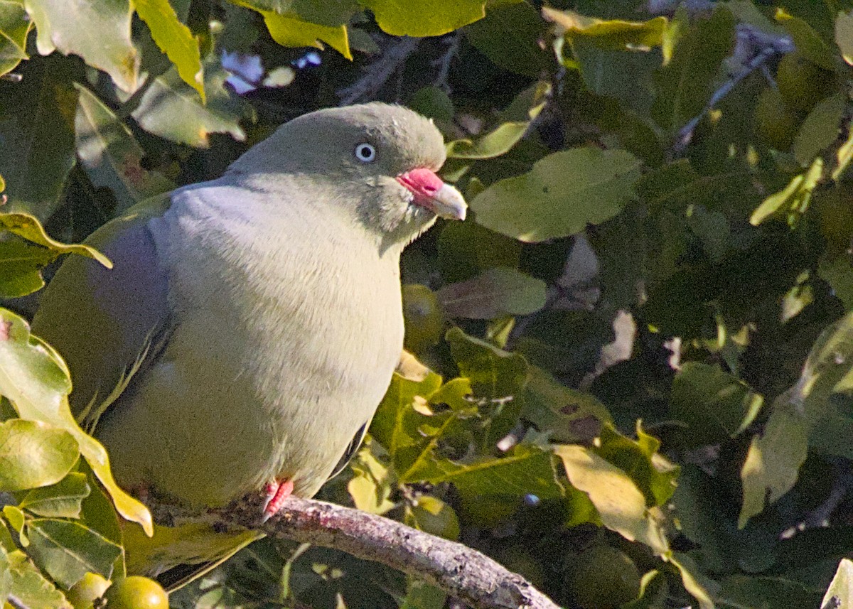 African Green-Pigeon - ML646387105