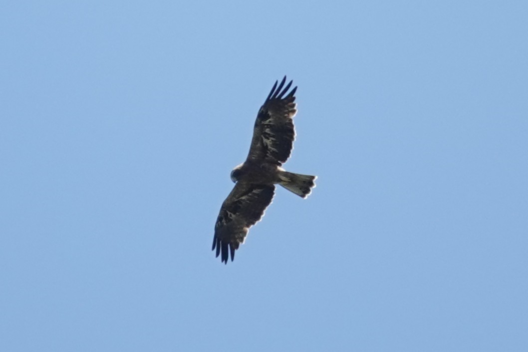 Booted Eagle - ML646387111