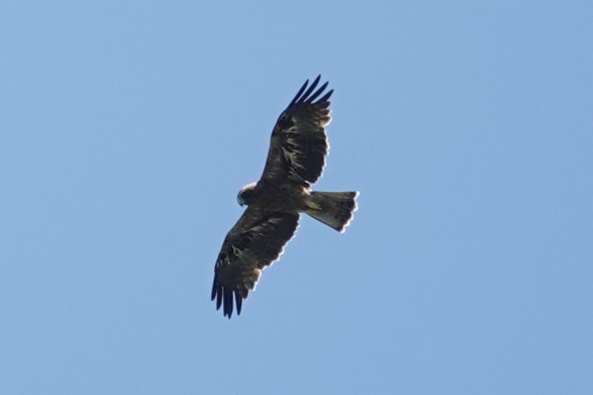 Booted Eagle - ML646387113