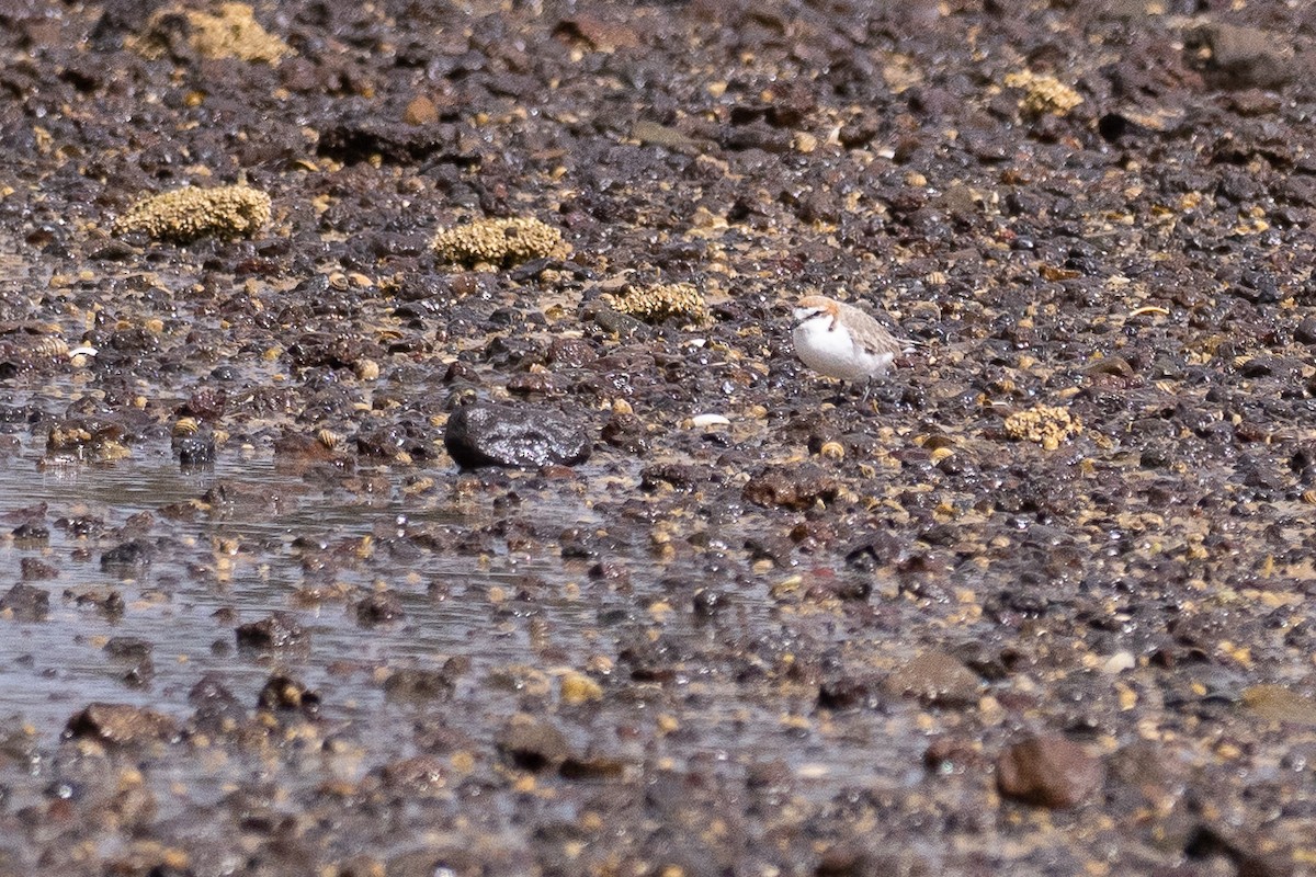 Red-capped Plover - ML646387123
