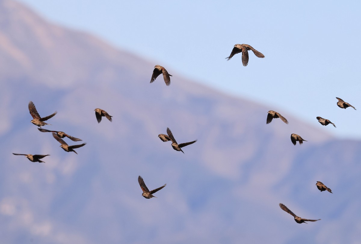 Red-winged Blackbird - ML646387124