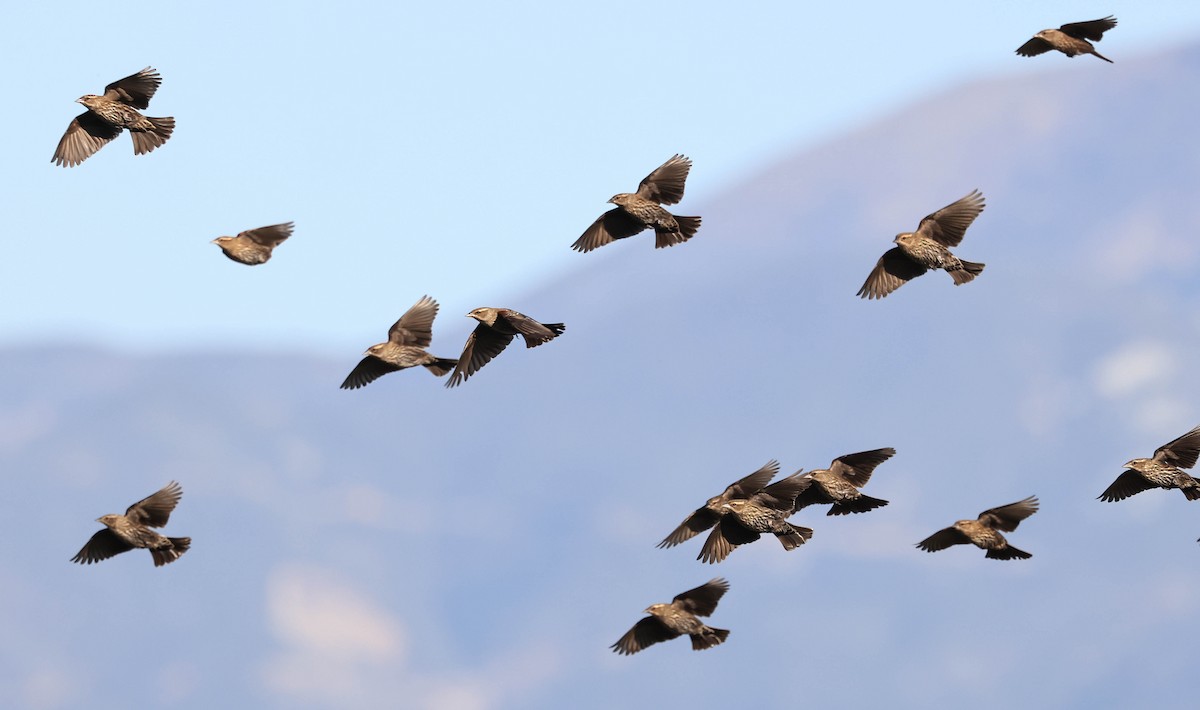 Red-winged Blackbird - ML646387125