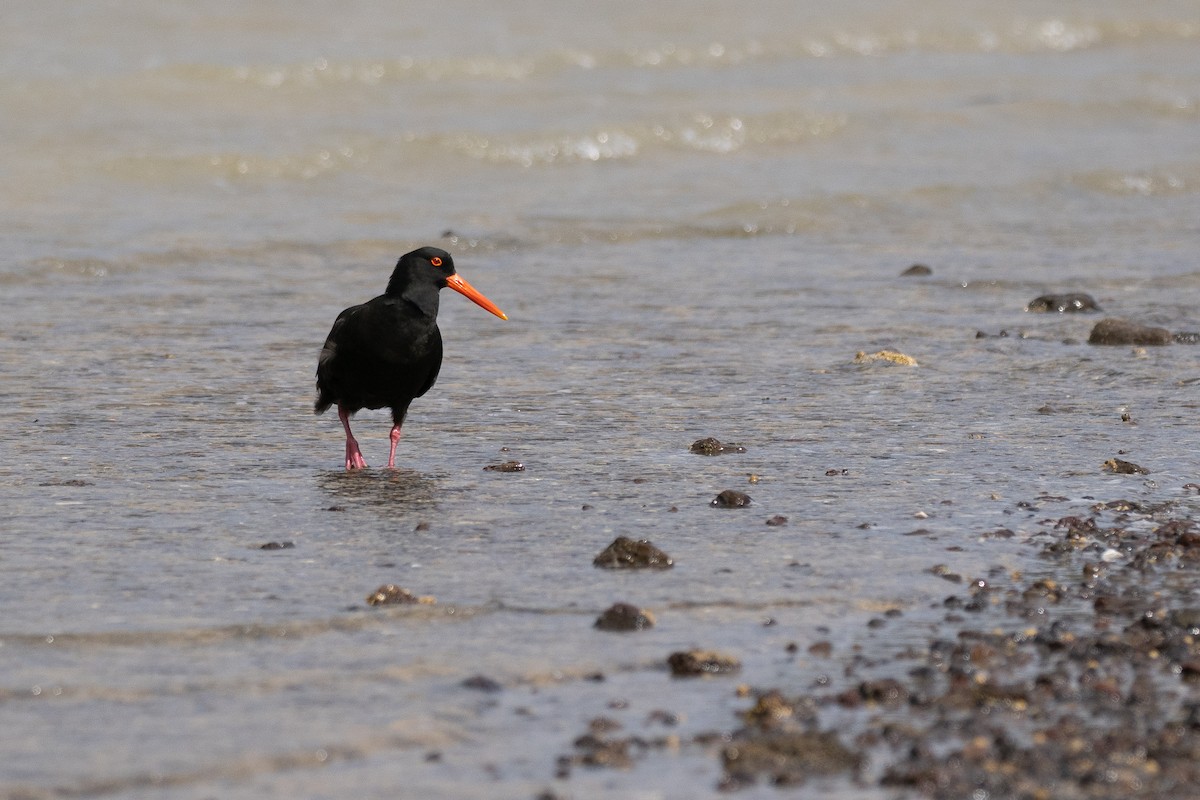 Sooty Oystercatcher - ML646387126