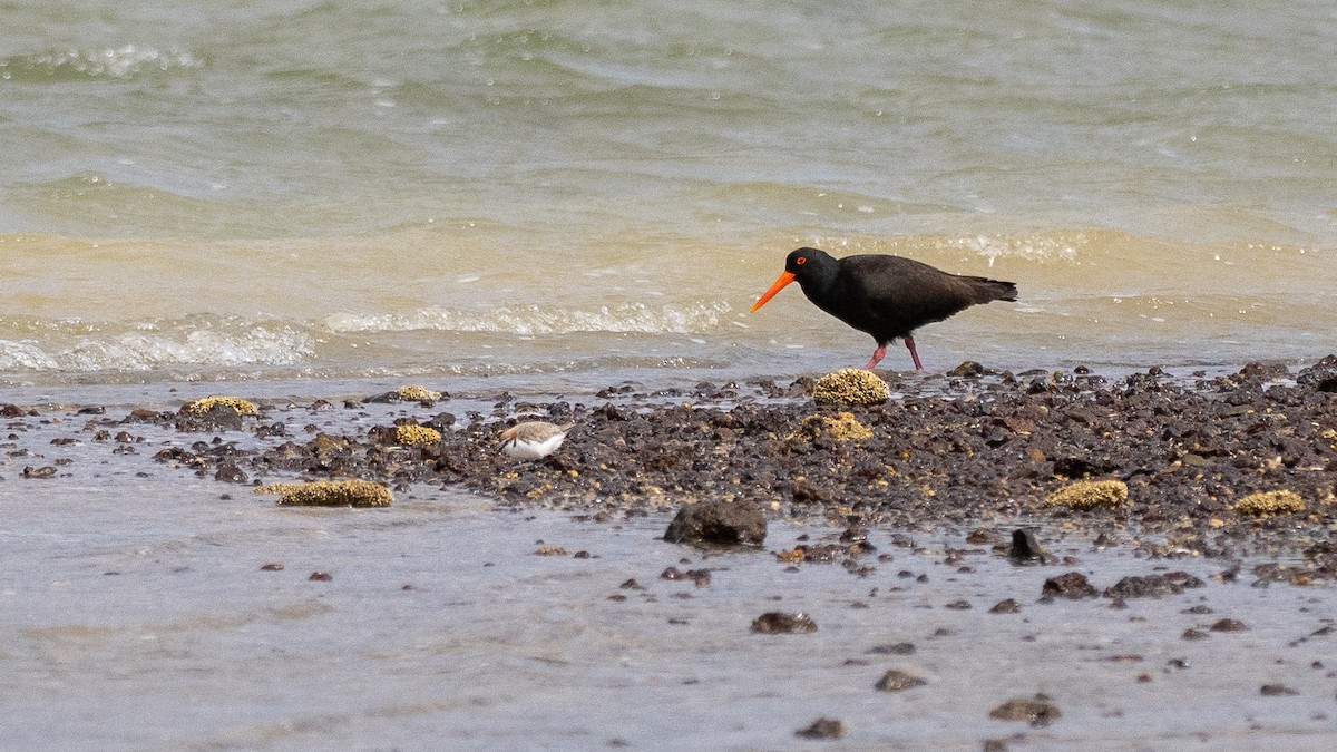 Sooty Oystercatcher - ML646387128