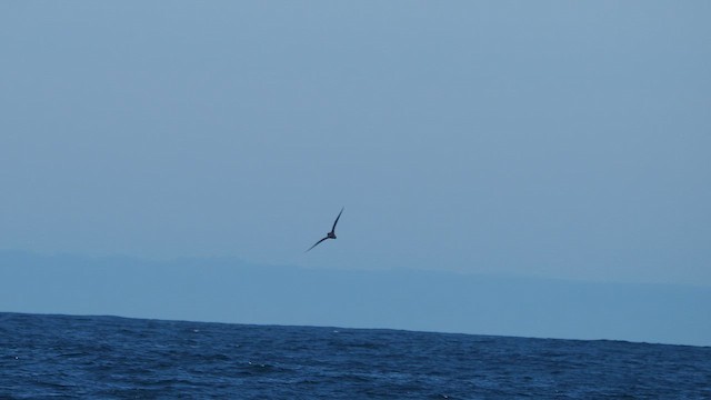 Murphy's Petrel - ML646387129