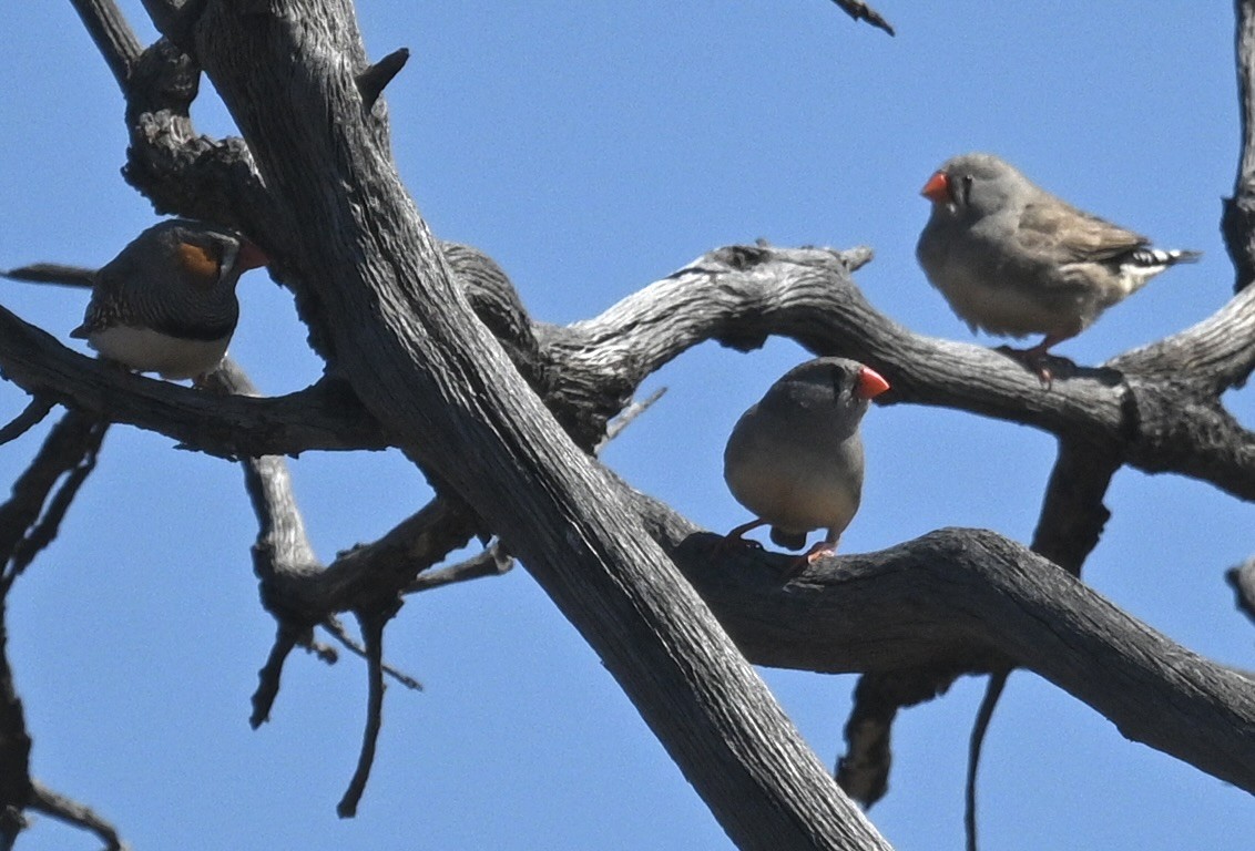 Zebra Finch (Australian) - ML646387132
