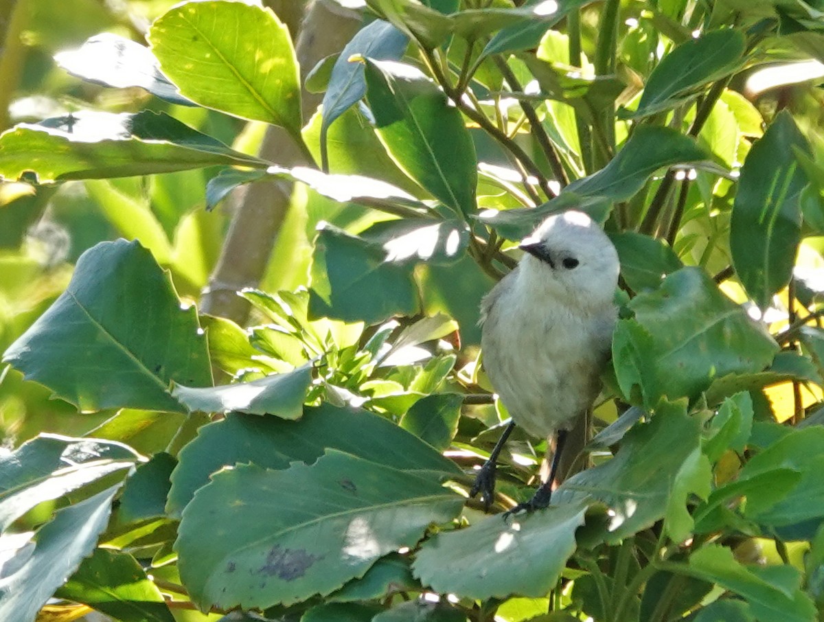 Whitehead - ML646387133