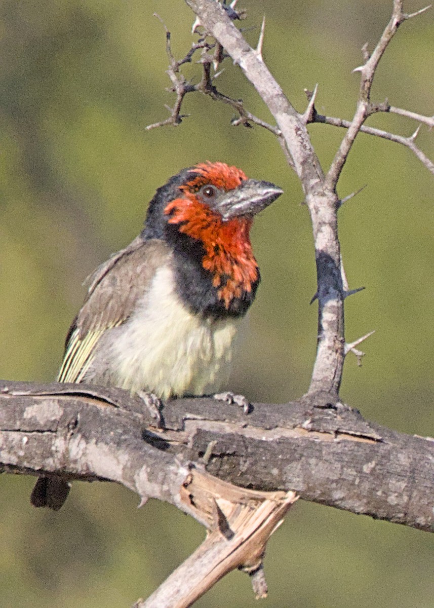 Black-collared Barbet - ML646387142