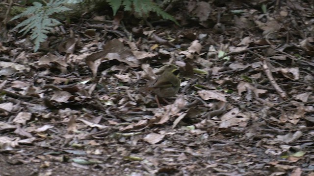 Yellow-throated Scrubwren - ML646387145