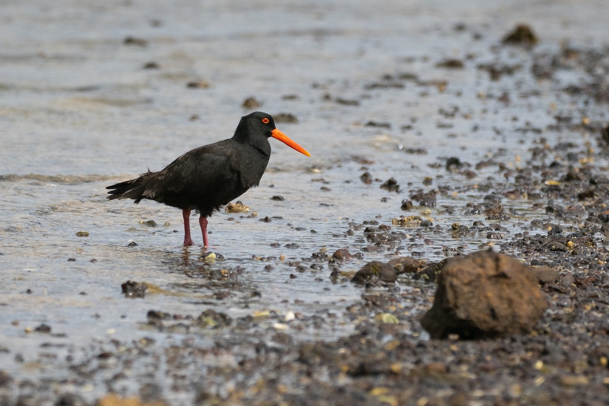 Sooty Oystercatcher - ML646387150