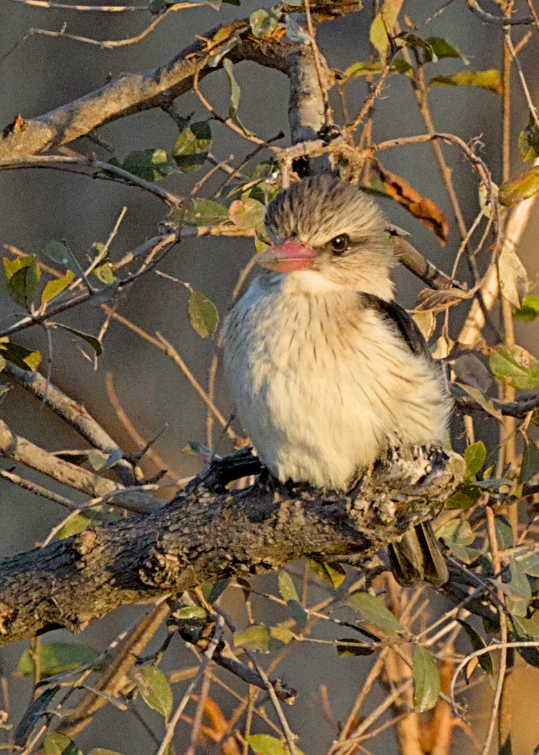 Brown-hooded Kingfisher - ML646387154