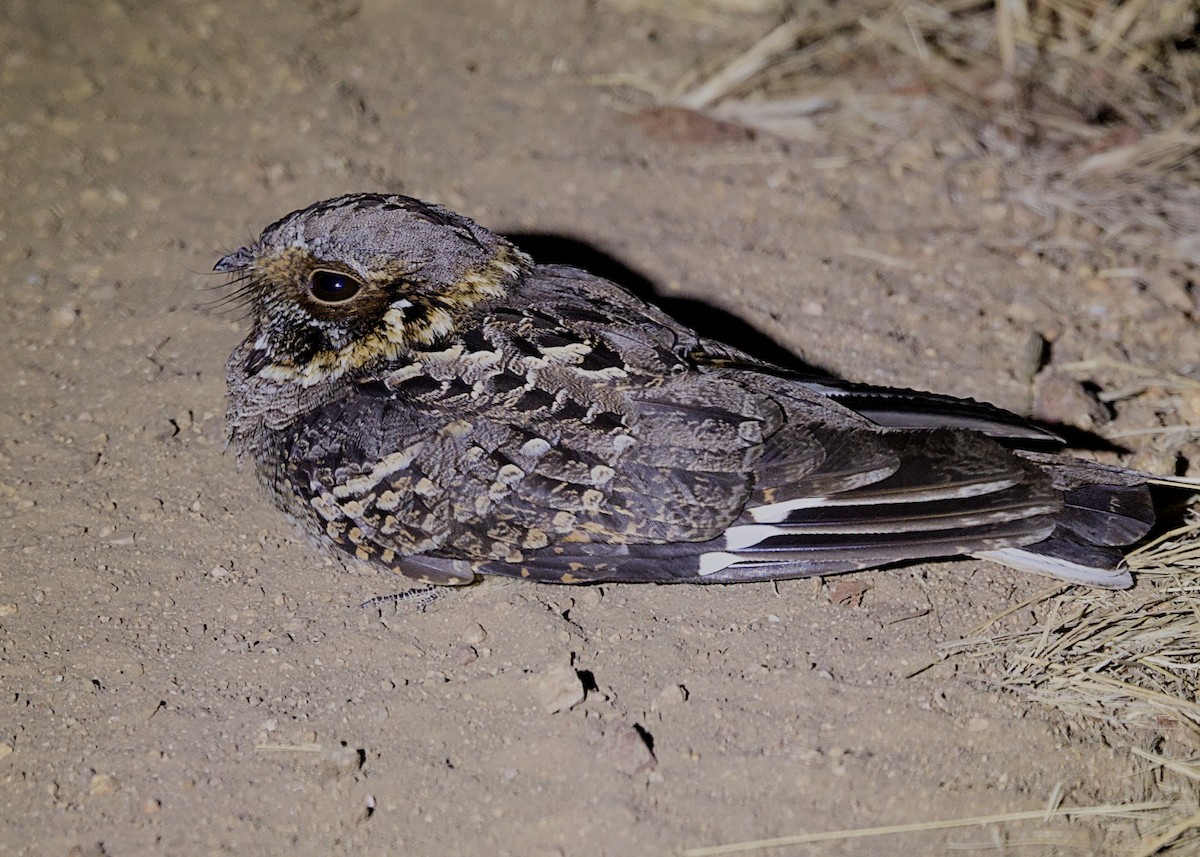 Fiery-necked Nightjar - ML646387156