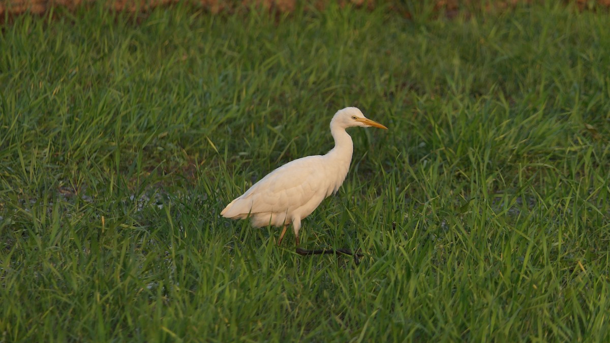 Eastern Cattle-Egret - ML646387158