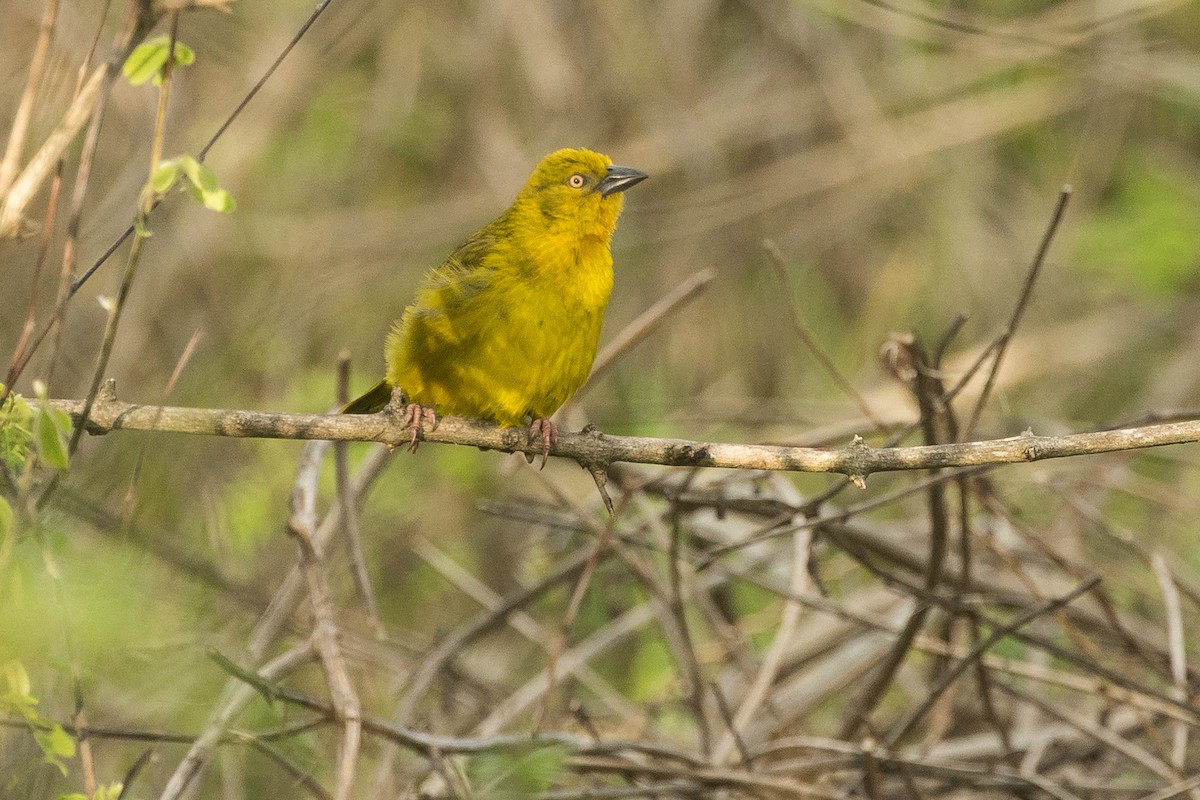 Ploceus sp. - ML646387159