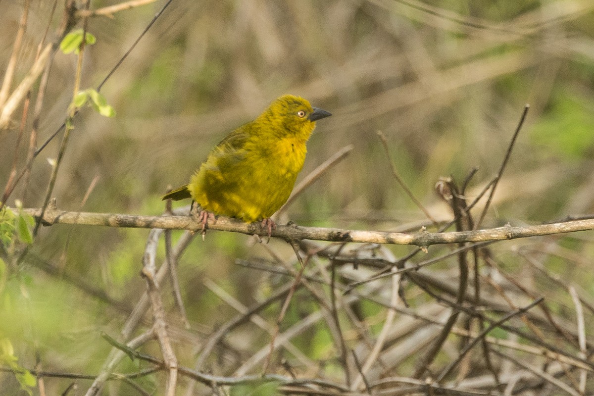 Ploceus sp. - ML646387160