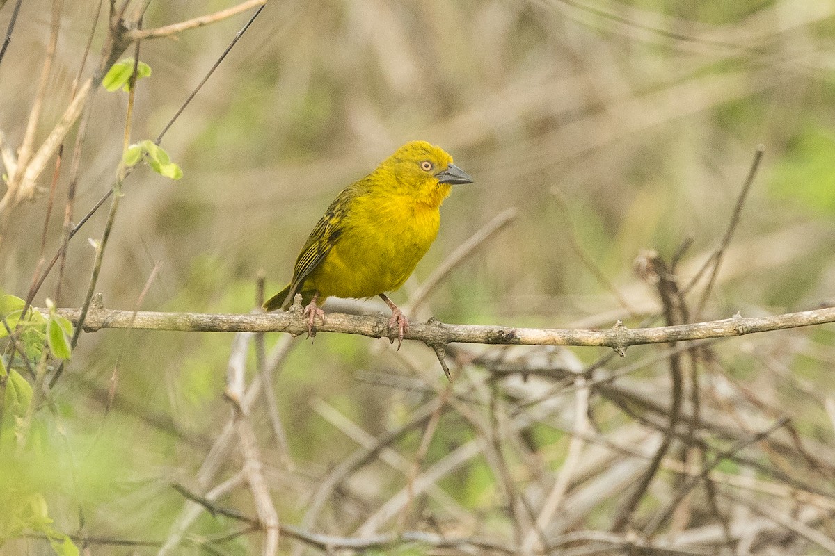 Ploceus sp. - ML646387161