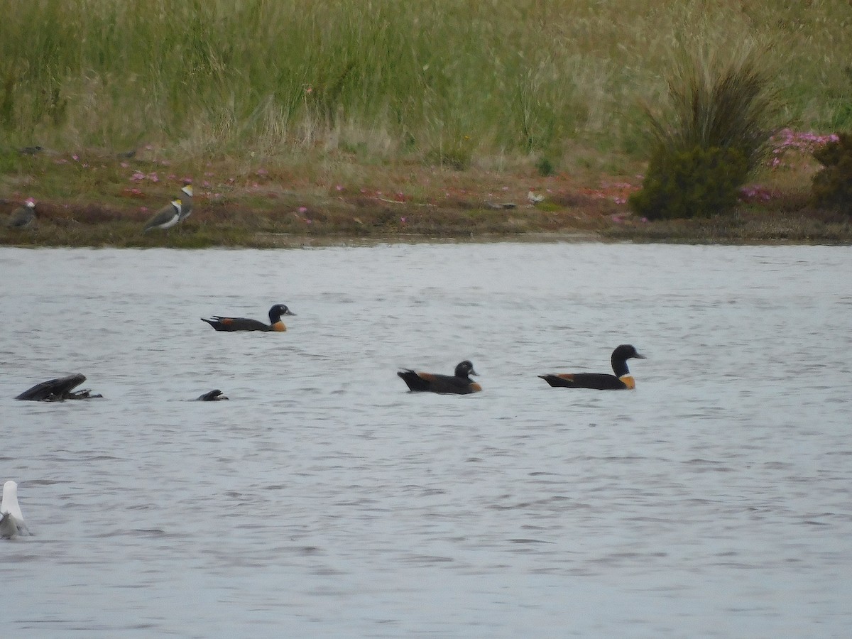 Australian Shelduck - ML646387162