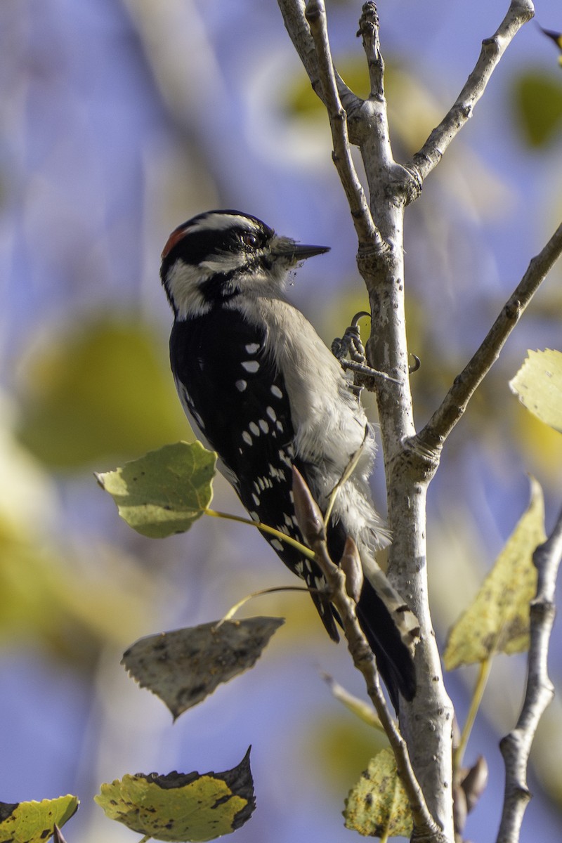 Downy Woodpecker - ML646387163