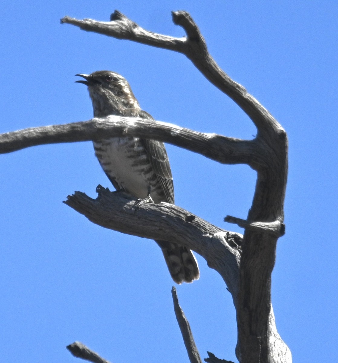 Horsfield's Bronze-Cuckoo - ML646387164