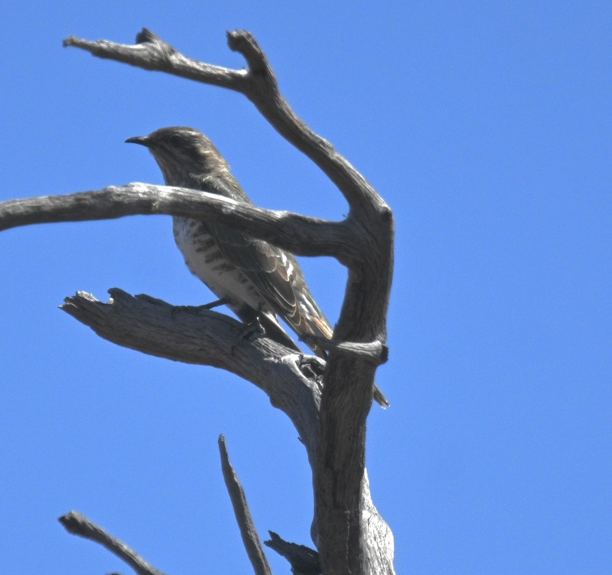 Horsfield's Bronze-Cuckoo - ML646387165