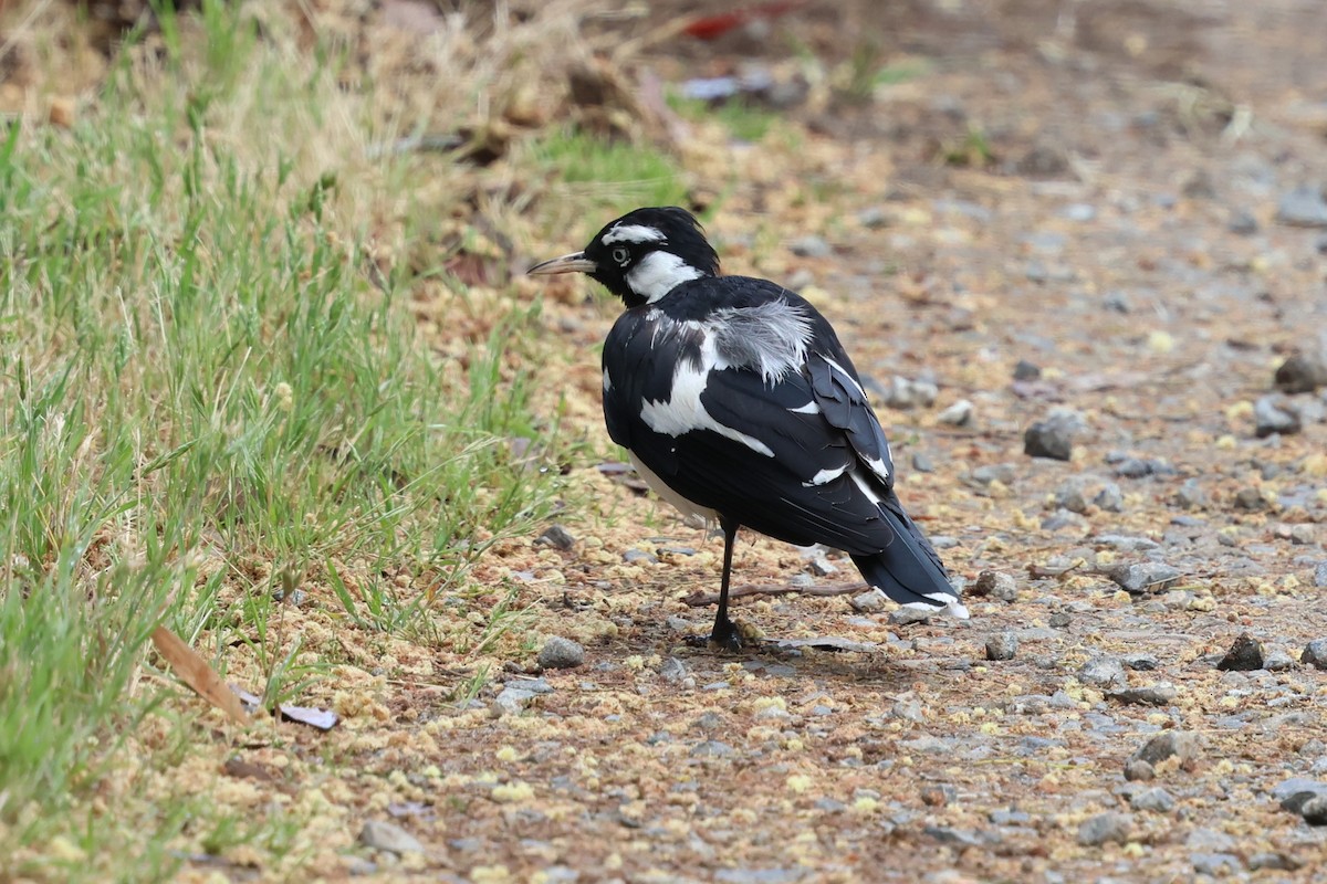 Сорочья граллина - ML646387168