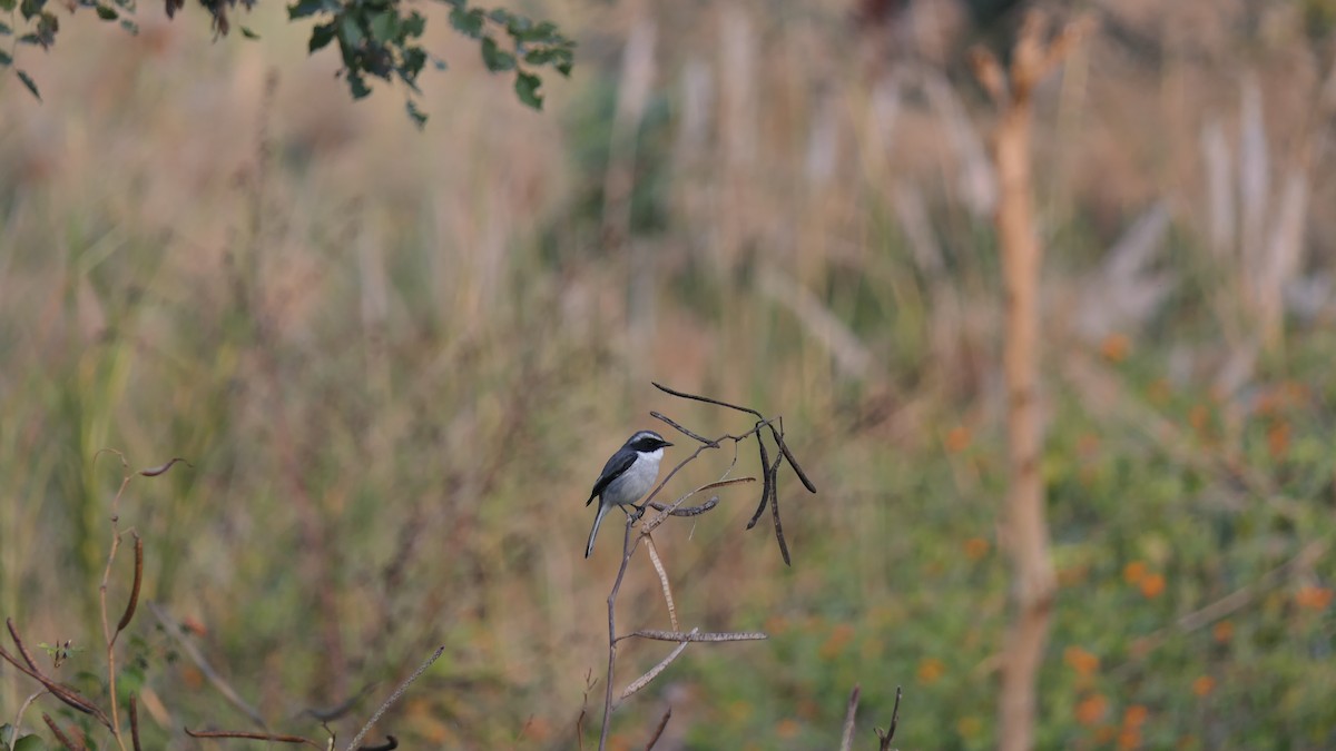 Pitxartxar grisa - ML646387170