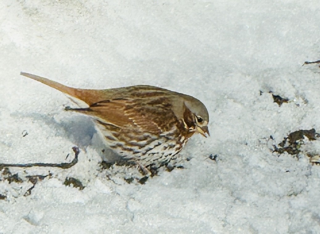Fox Sparrow - ML646387171