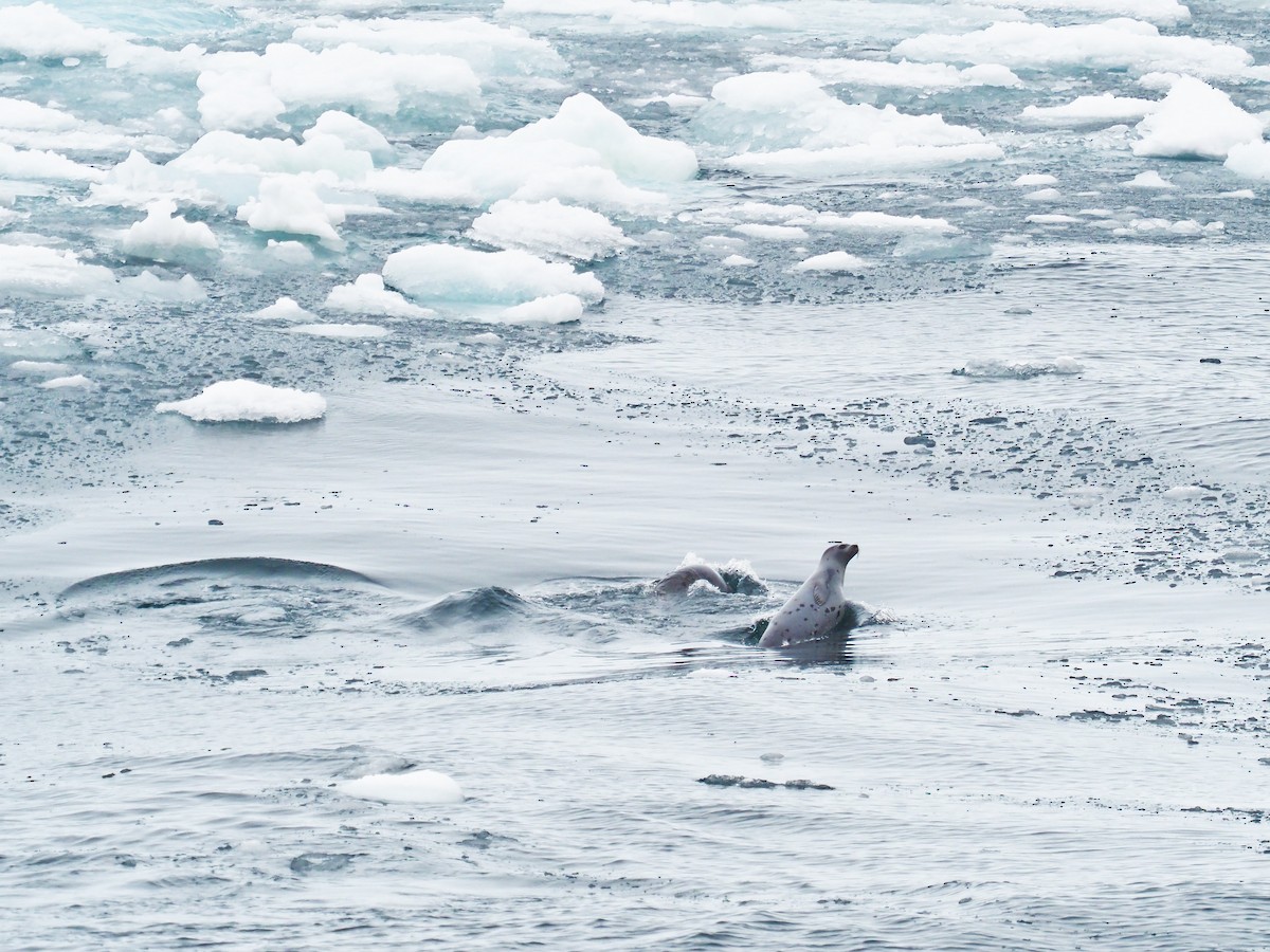 Harp Seal - ML646387173