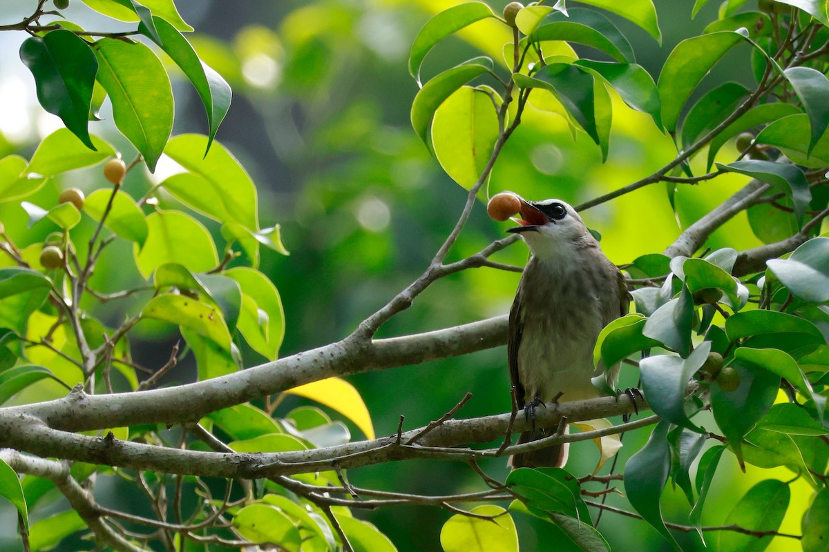 Белобровый бюльбюль - ML646387178