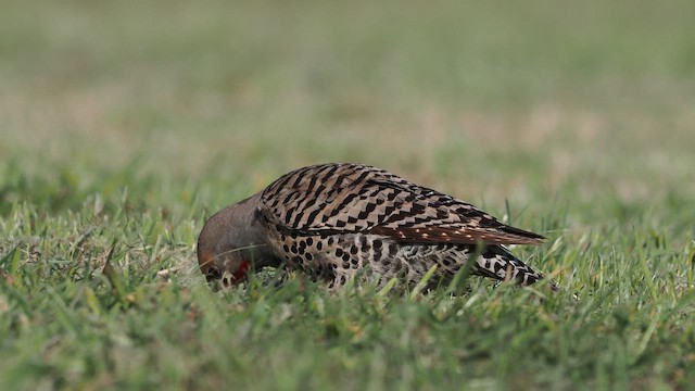Northern Flicker - ML646387180