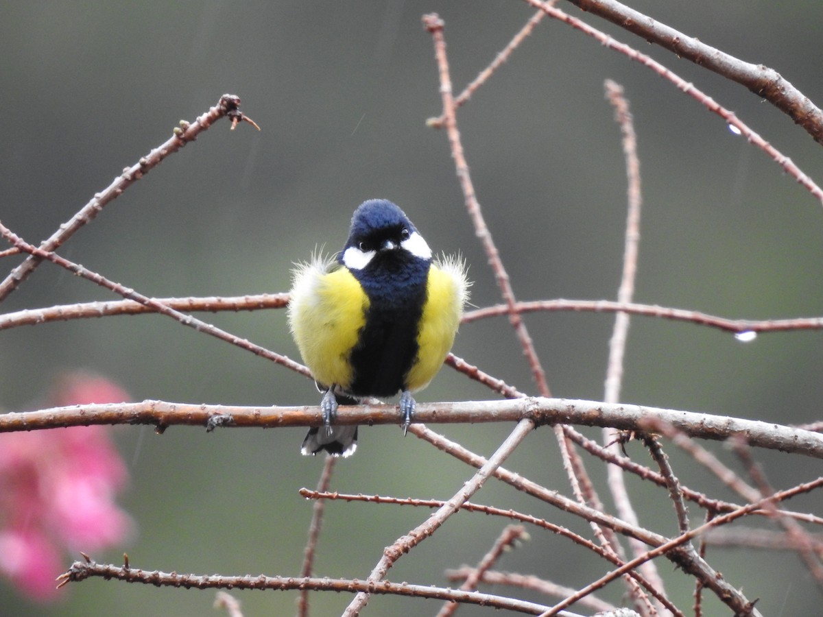 Green-backed Tit - ML646387181