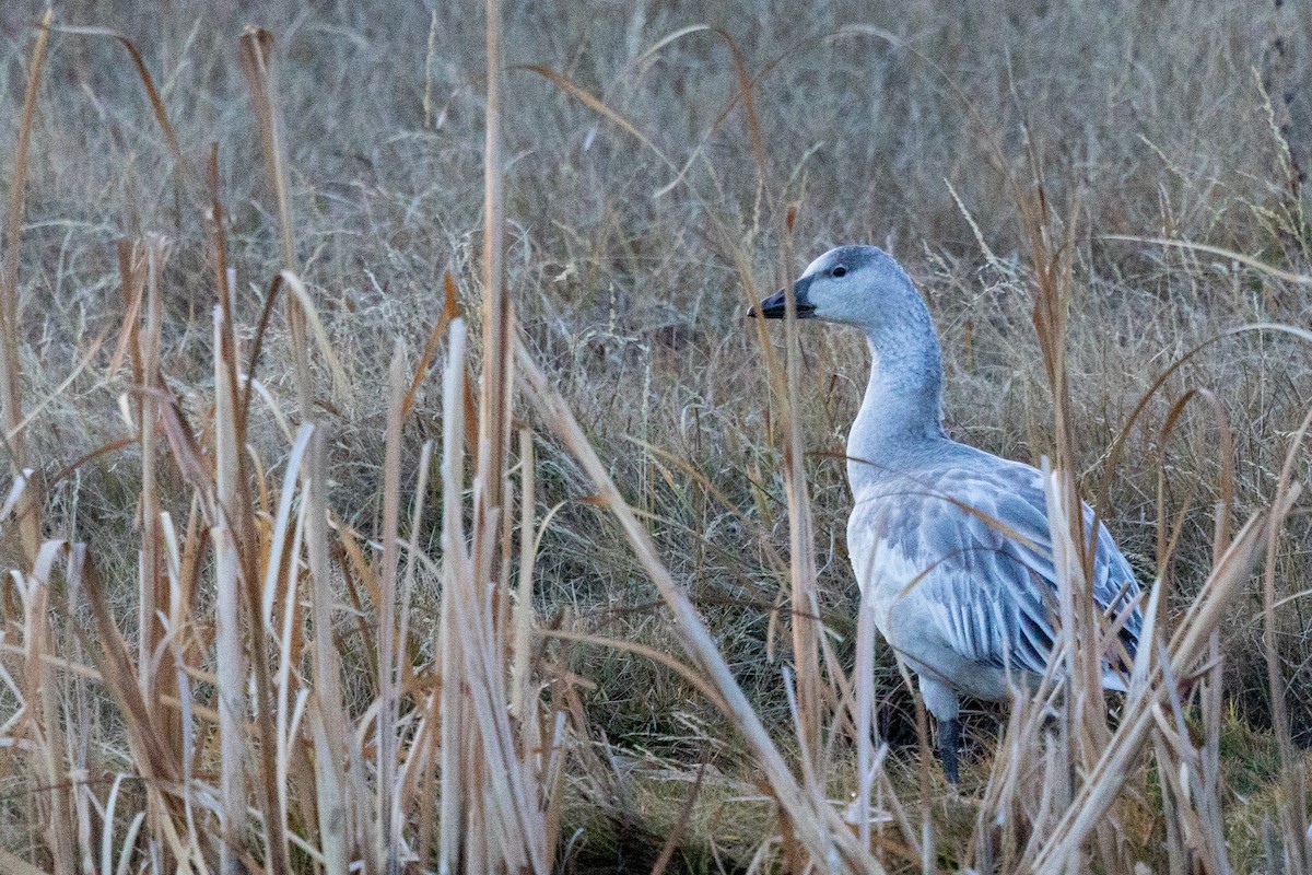 Snow Goose - ML646387183