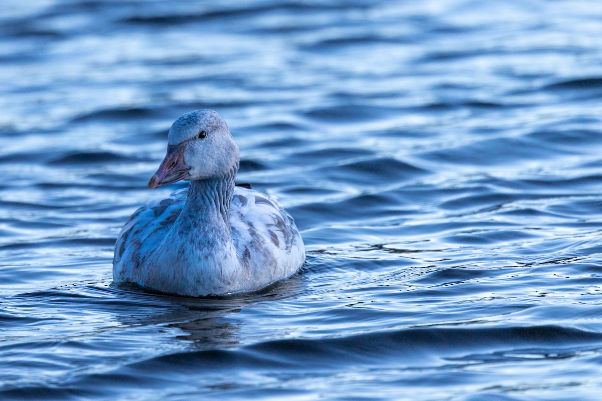 Snow Goose - ML646387184