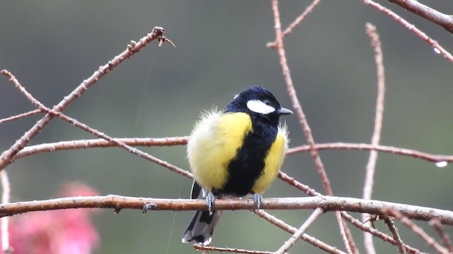 Green-backed Tit - ML646387185