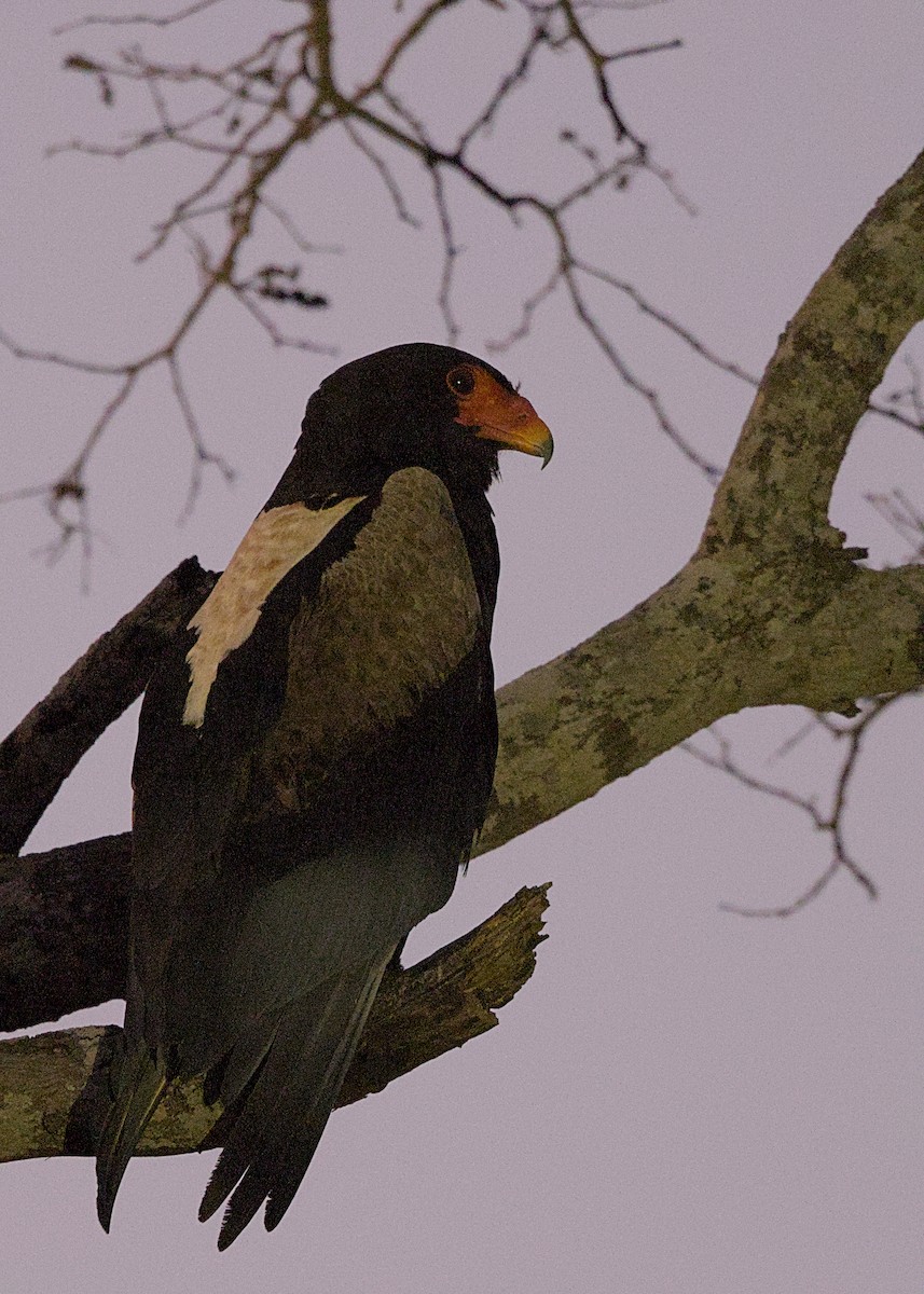 Bateleur - ML646387186