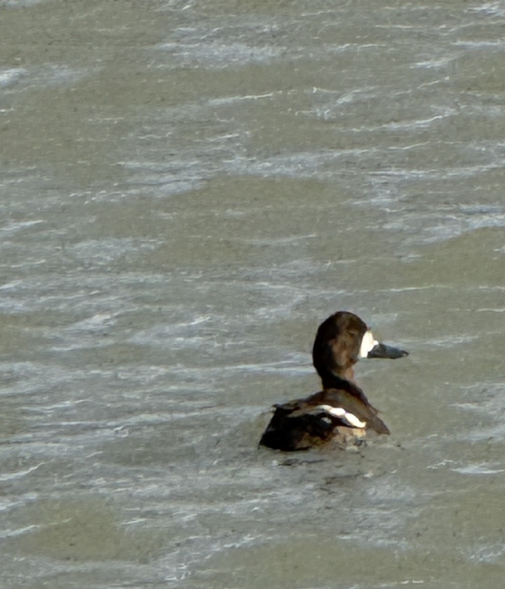 Ruddy Duck - ML646387187