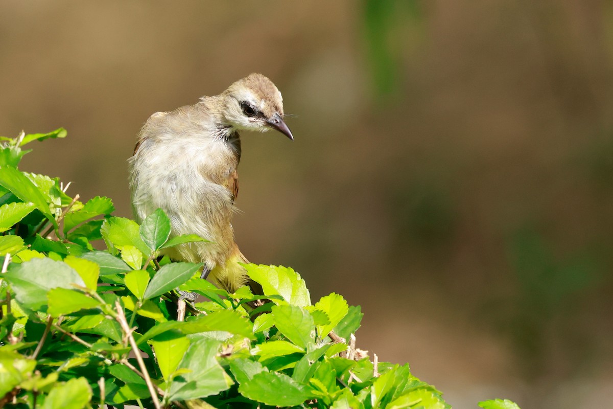 Белобровый бюльбюль - ML646387188