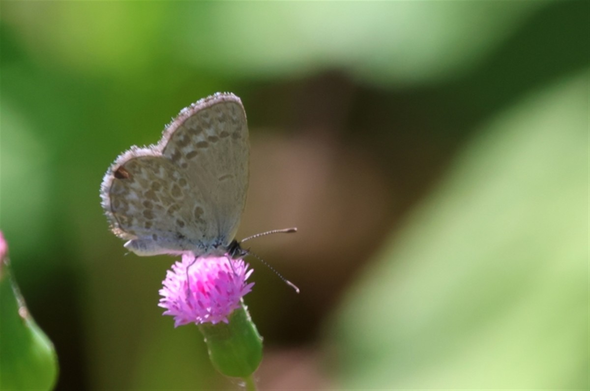 Lesser Grass Blue - ML646387189