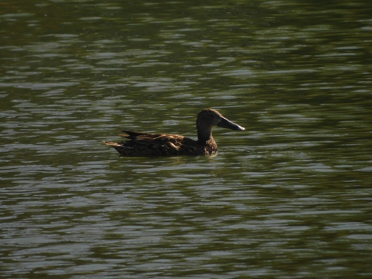 Ahate mokozabal australiarra - ML646387190