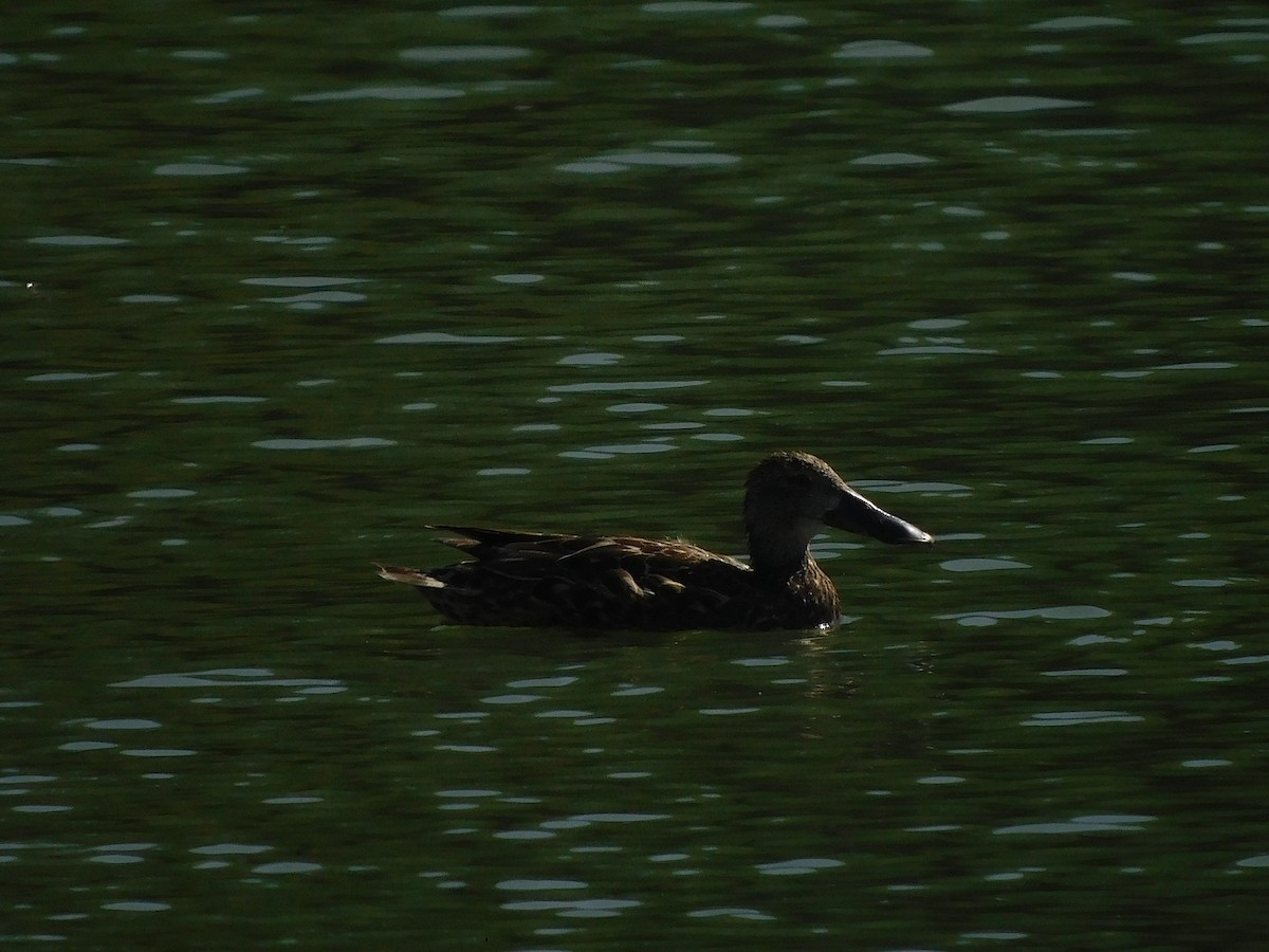 Ahate mokozabal australiarra - ML646387191