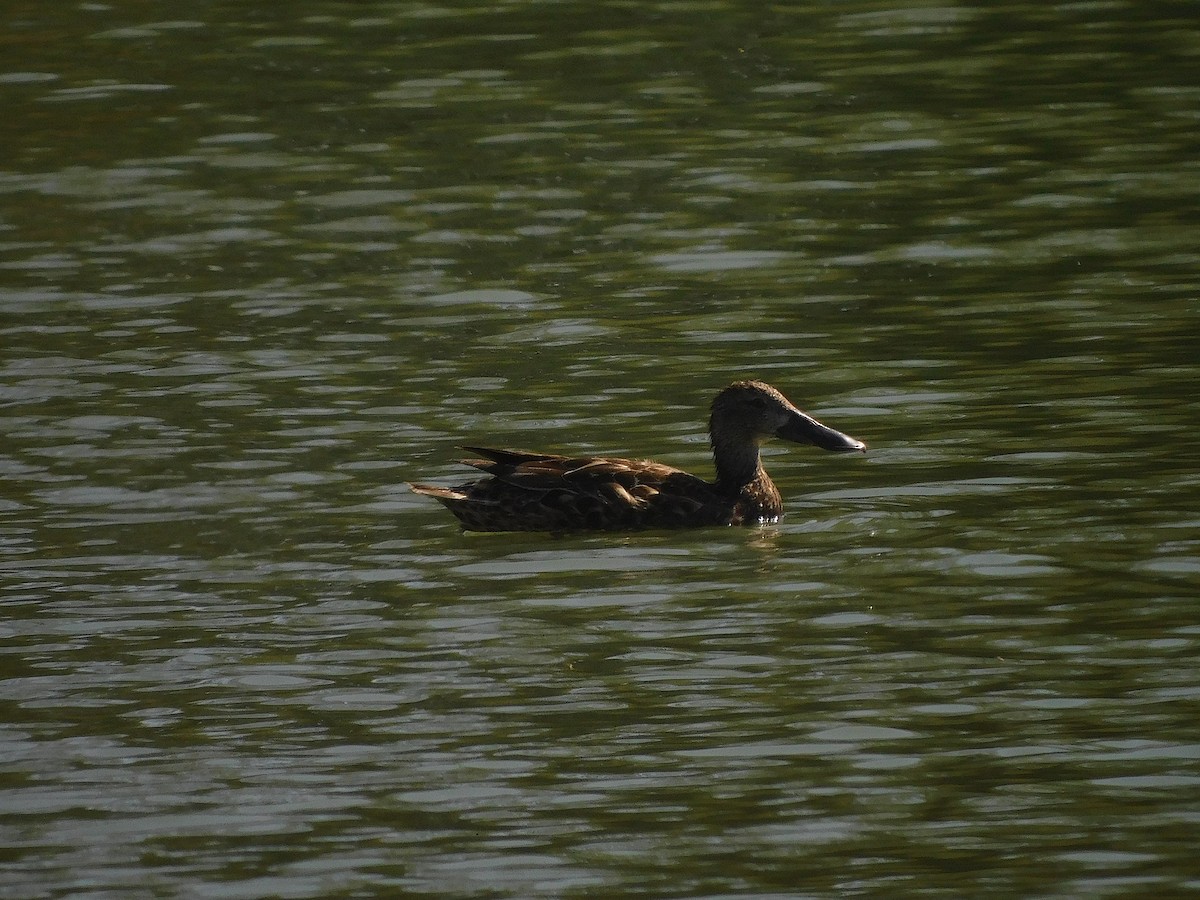 Ahate mokozabal australiarra - ML646387192