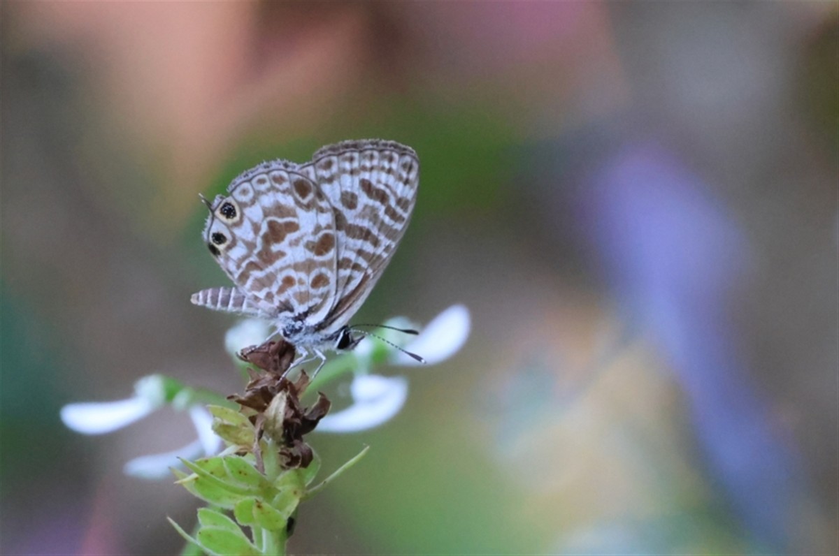 Zebra Blue - ML646387194